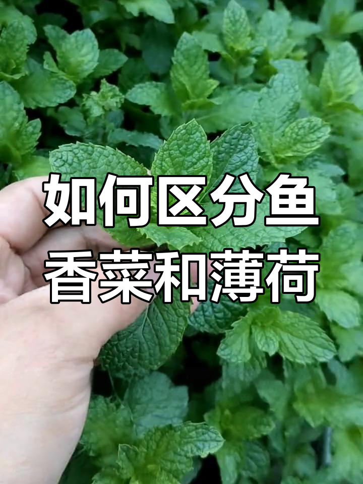 鱼香菜与薄荷的区别解析
