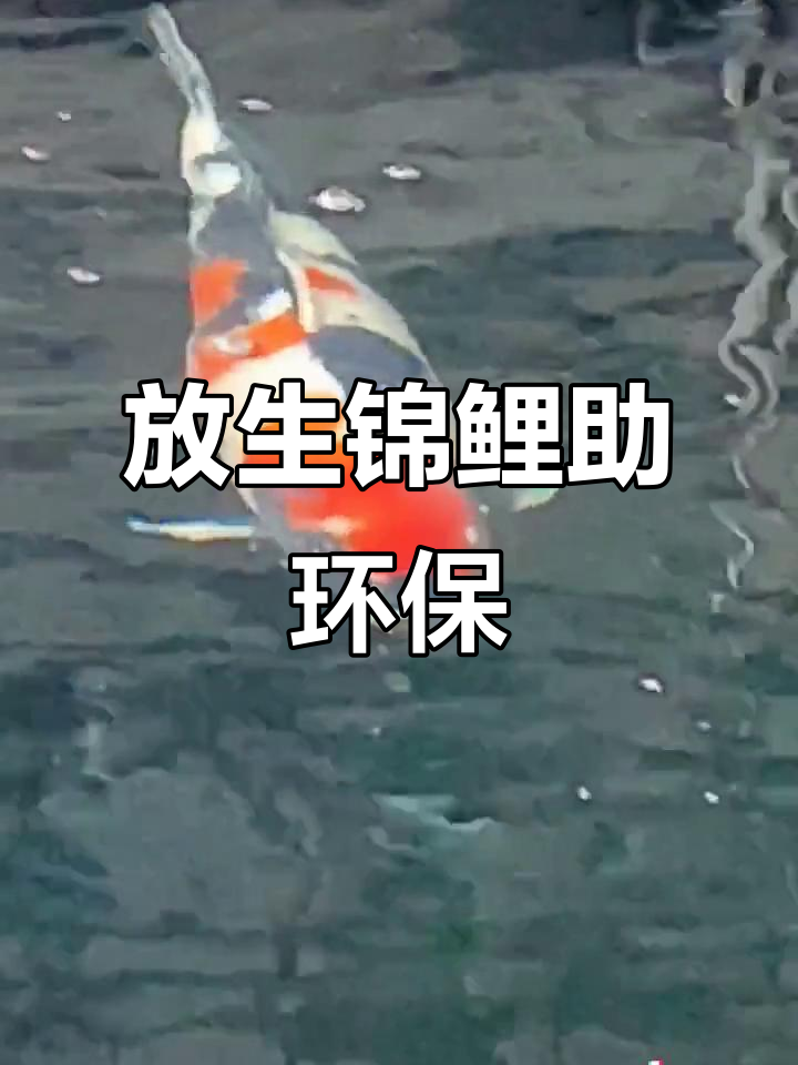 广州东莞中山鱼苗场，放生锦鲤助力生态平衡