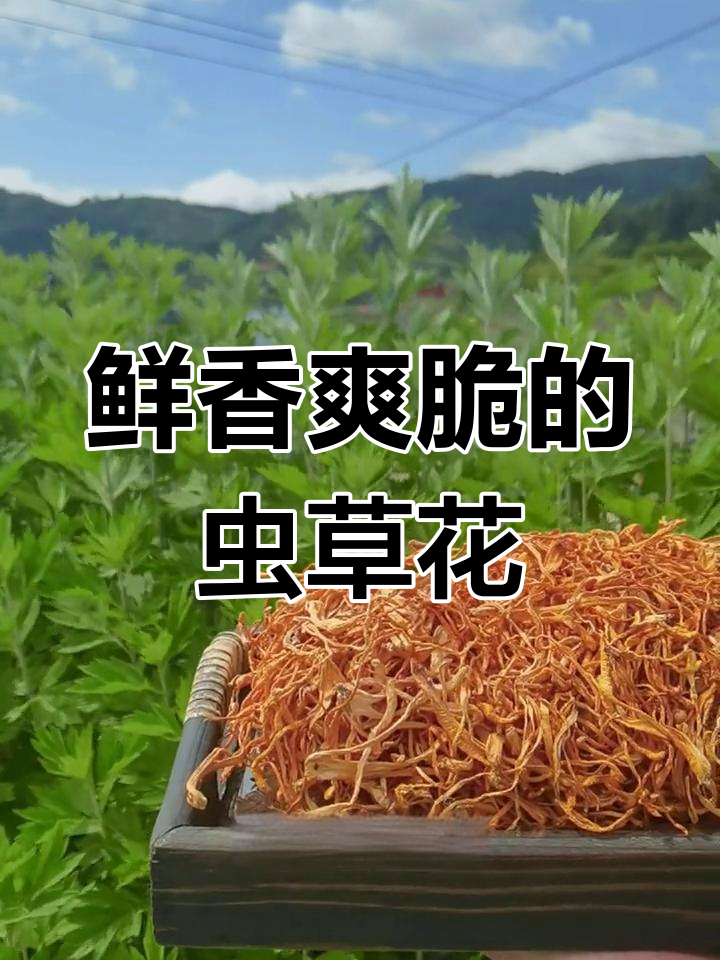 虫草花多种做法,煲汤凉拌都美味