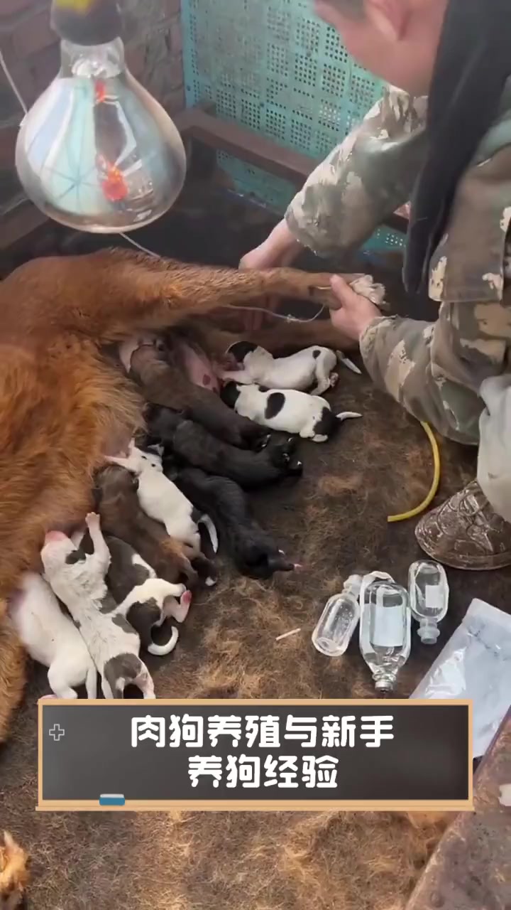 肉狗养殖与新手,养狗经验