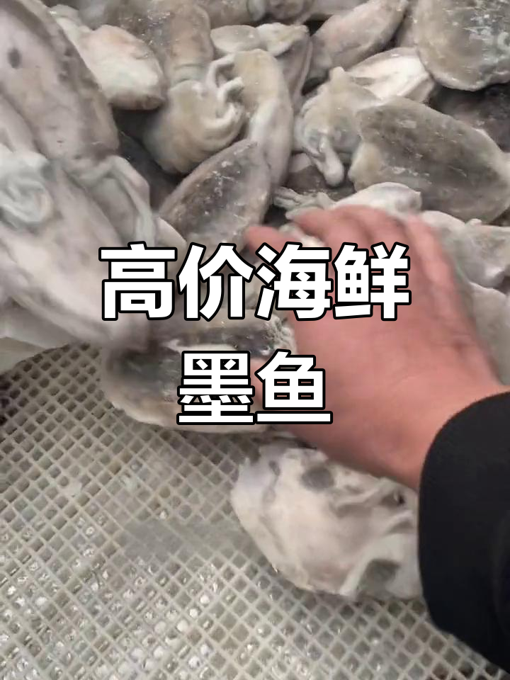 新鲜墨鱼,直接捕捞冷冻