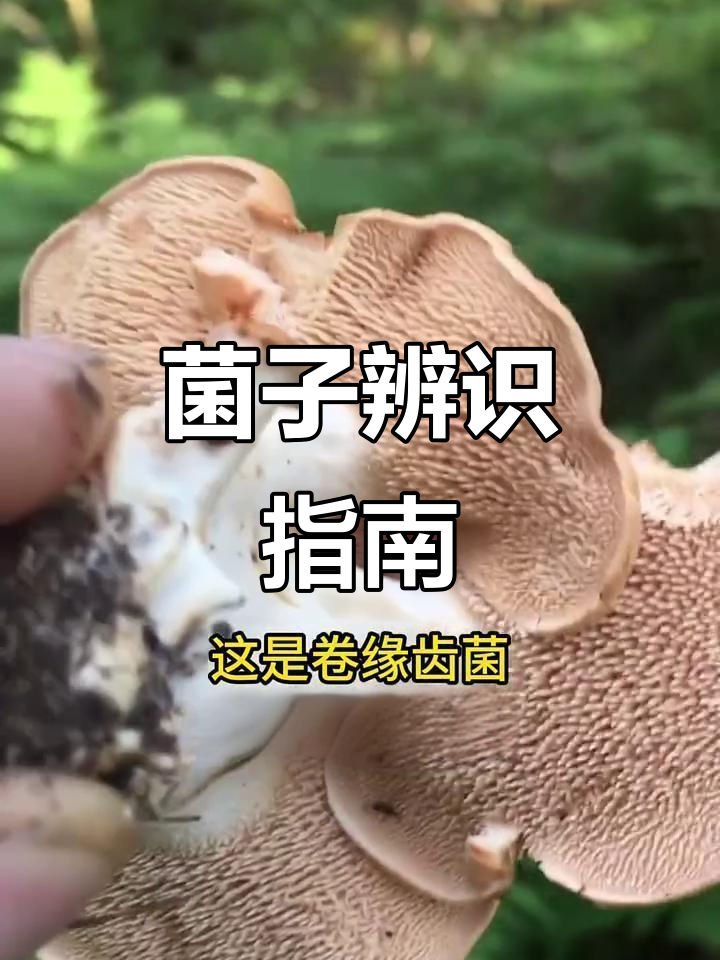 云南菌子季,教你辨别哪些可食,哪些会让你“见鬼”!