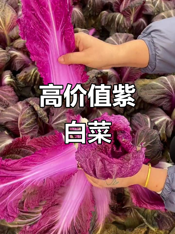 紫白菜,营养丰富口感脆甜,种植价值高
