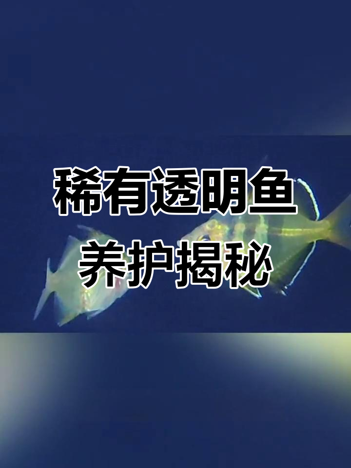 玻璃拉拉:透明鱼中的珍稀宝藏,养起来真难