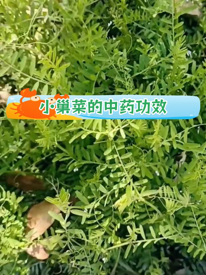 小巢菜:远古植物的药用价值