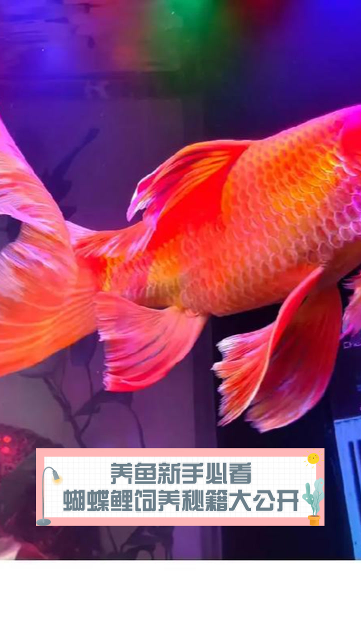 养鱼新手必看,蝴蝶鲤饲养秘籍大公开