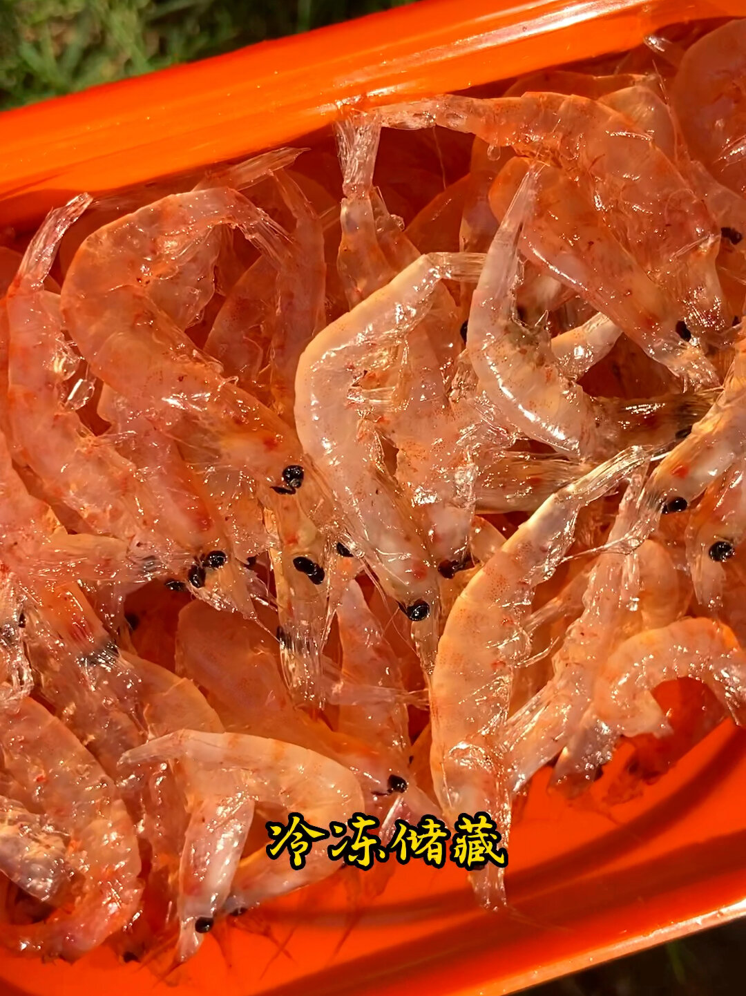 自制南极虾(海钓鱼饵)