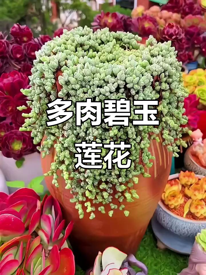 碧玉莲盛开,爆盆又赏花,多肉中的独特魅力