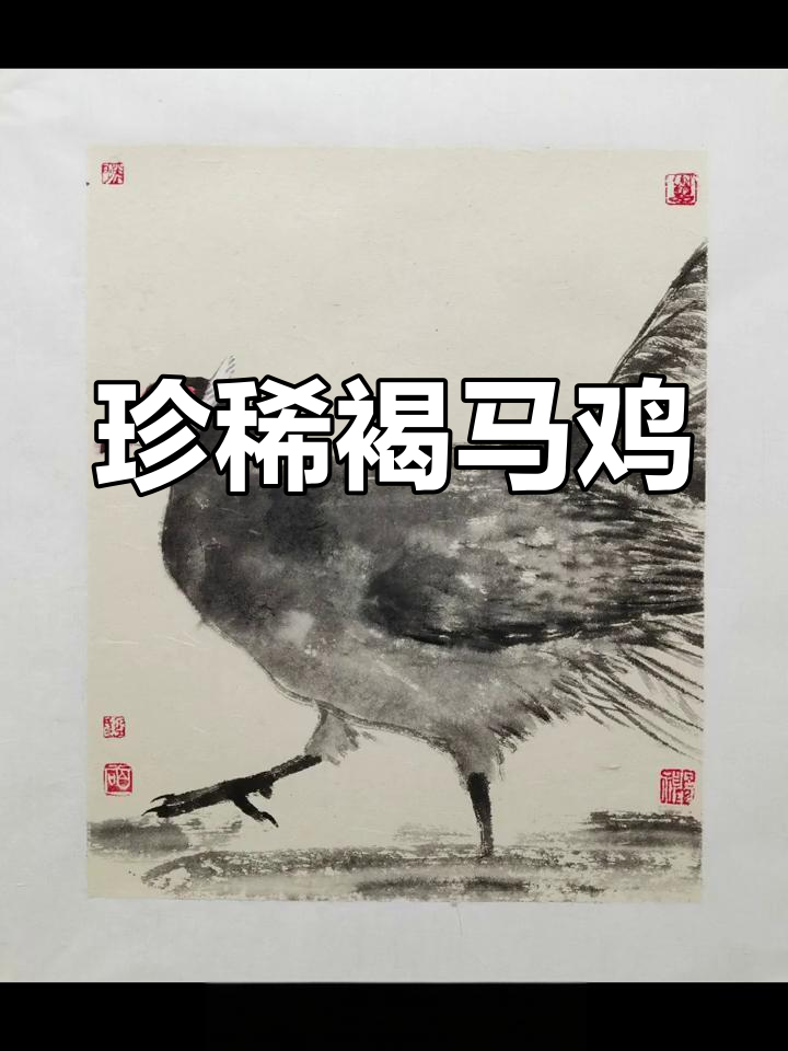 褐马鸡:英勇与美丽的象征