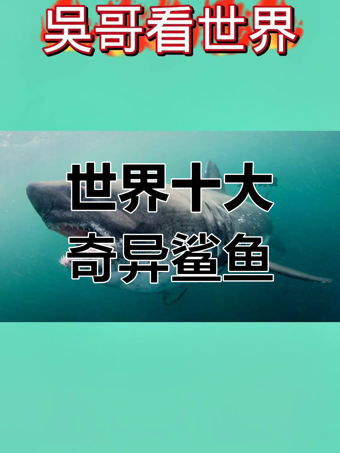 揭秘世界十大最怪异鲨鱼,小心这些游泳高手