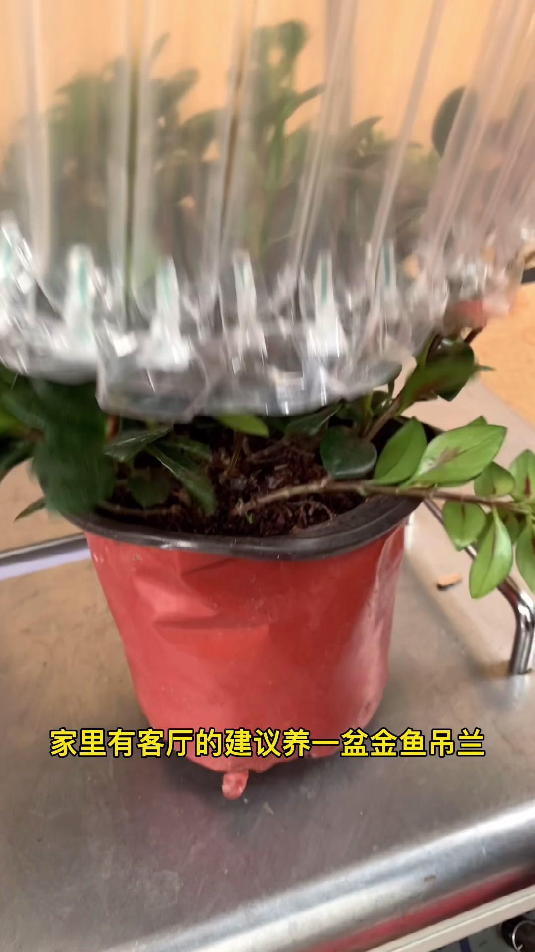 年年有余 金鱼 金鱼吊兰 爱生活爱养花 花卉绿植