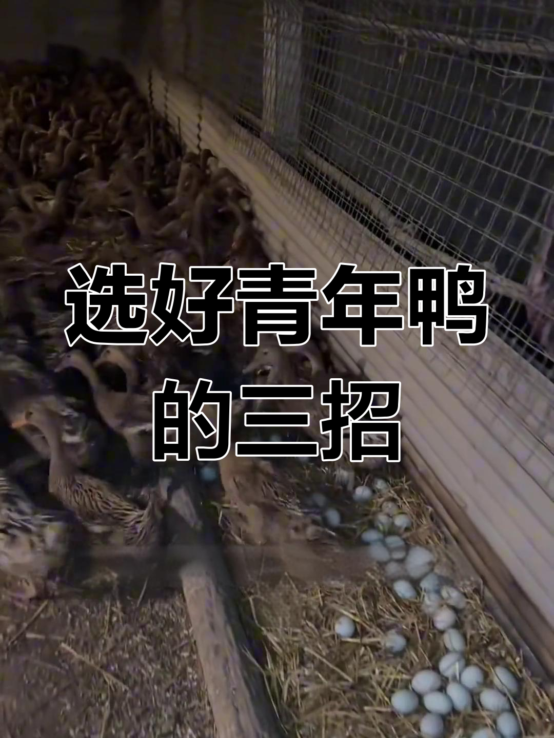 如何挑选优质青年鸭?掌握三大技巧避免踩雷