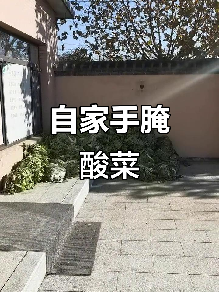 自家大白菜腌酸菜,绿色健康无添加
