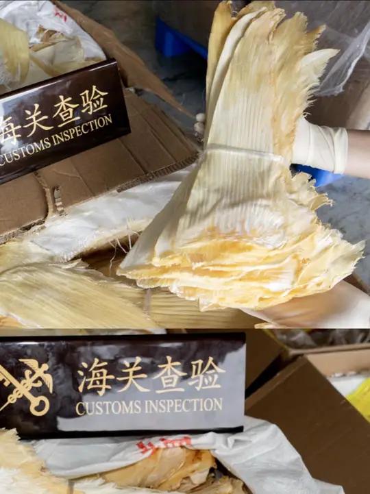 拱北海关在货运渠道查获走私濒危鲨鱼翅358千克。经拱北海关技术中心鉴定,鉴定上述鱼翅为真鲨