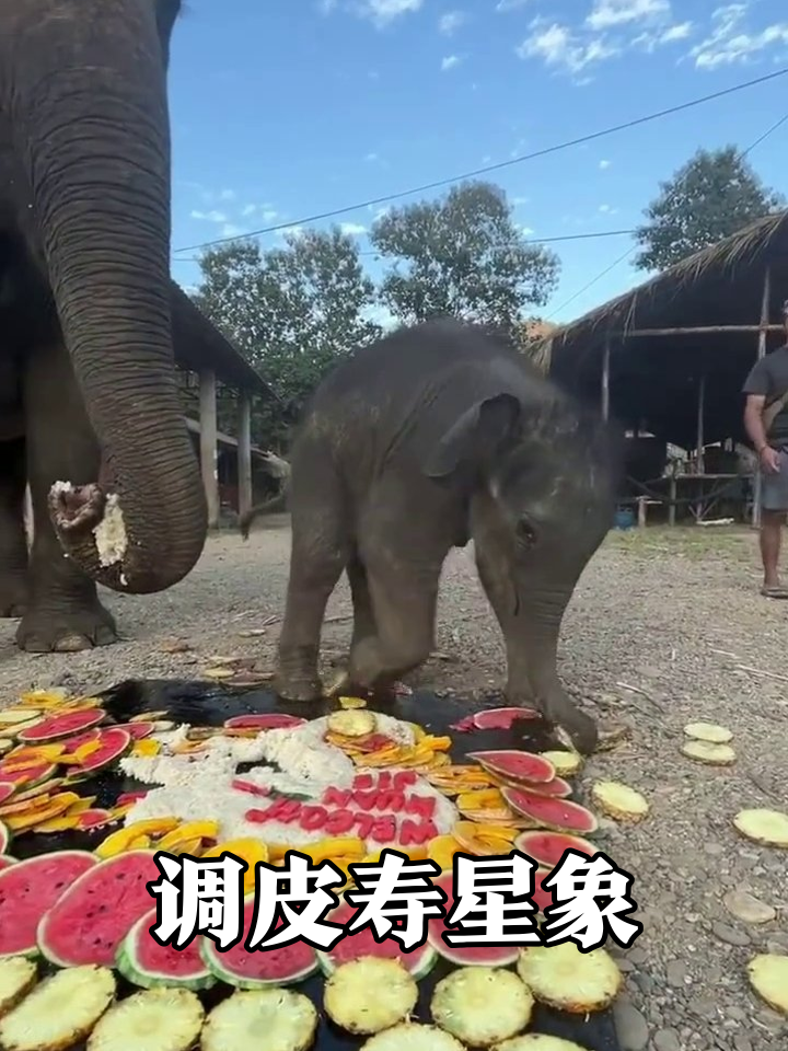 小象生日宴踩烂水果拼盘,成年象淡定干饭太反差