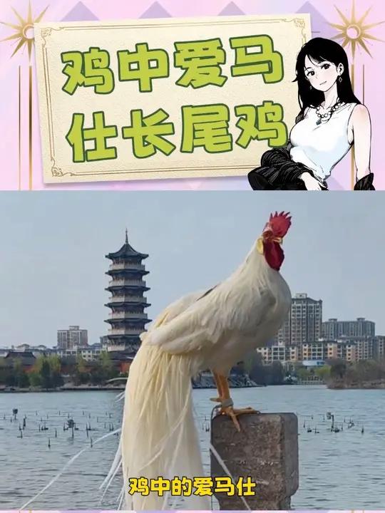 不知道吃起来和普通的鸡有什么区别