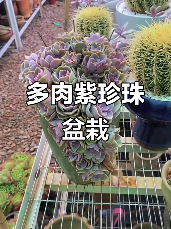 紫珍珠多肉盆栽,缺口花盆设计感十足