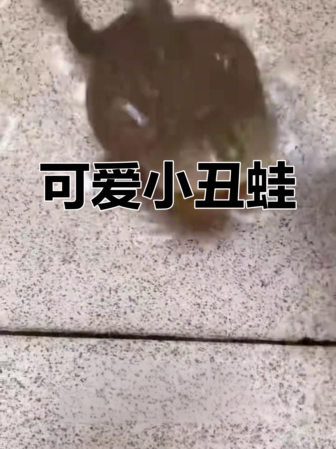 小丑蛙:丑到极致的萌物
