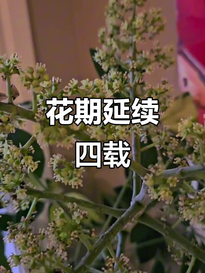 2020年鸭掌木四年绽放，花朵持续盛开