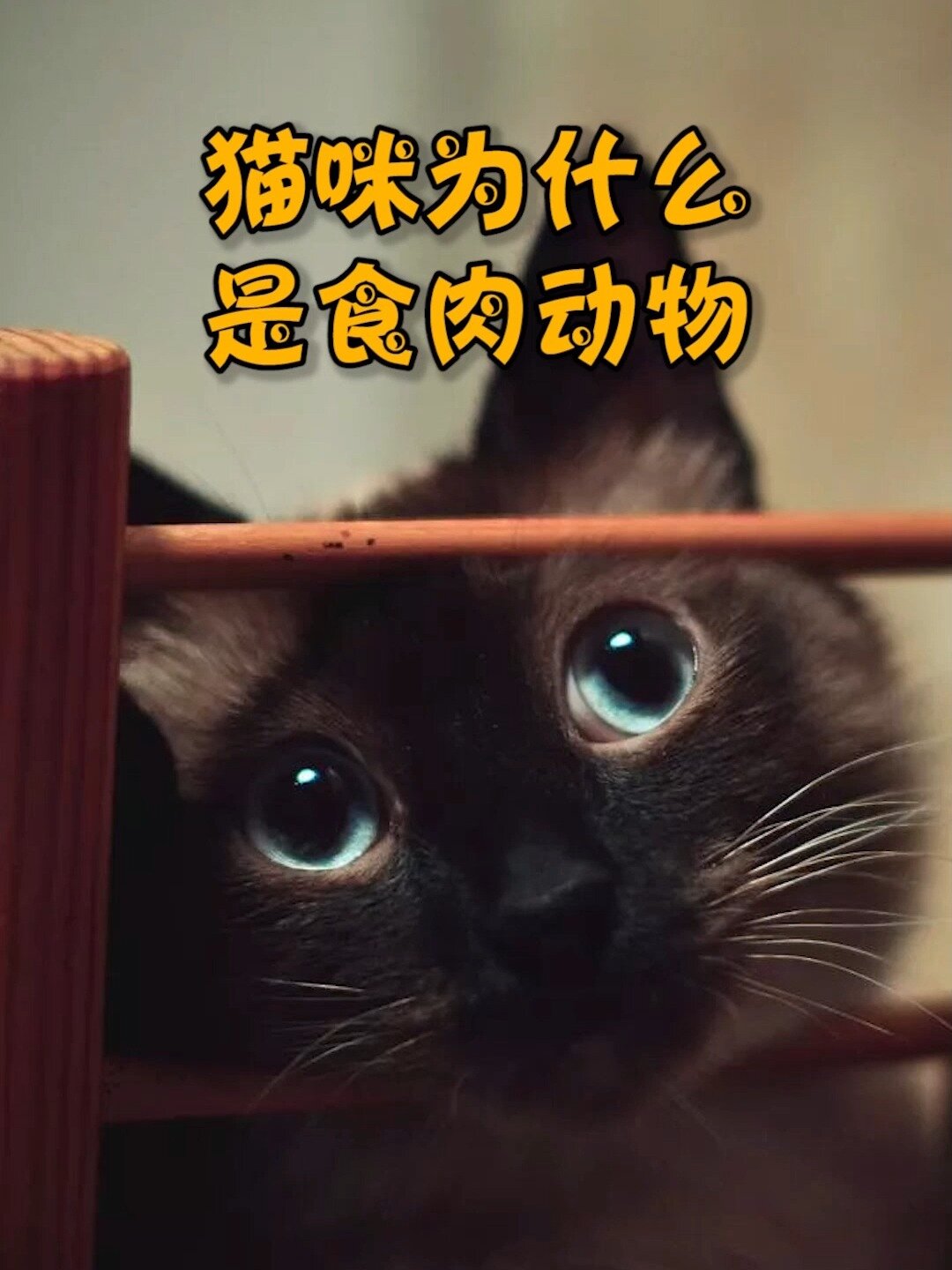 猫咪为什么不吃素呢?吃肉的原因就在这里