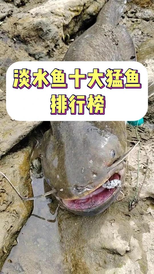 淡水鱼十大猛鱼排行榜