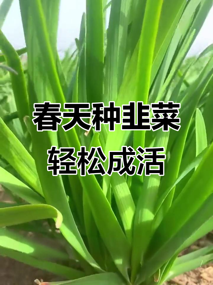 韭菜根这样种,简单又成活!山东紫根宽叶品种种植技巧
