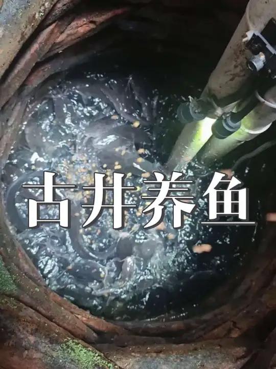 第一次养鱼就养的那么成功!