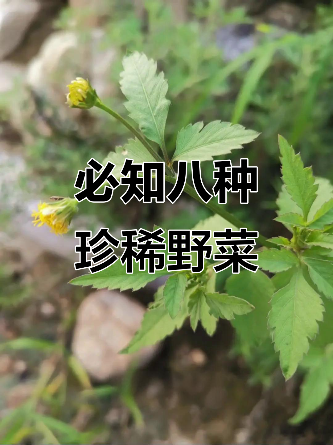 8种常见野菜，最后一种最珍贵
