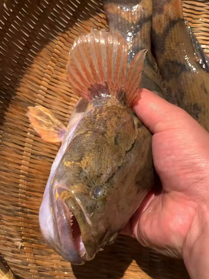 笋壳鱼,也叫呆子鱼