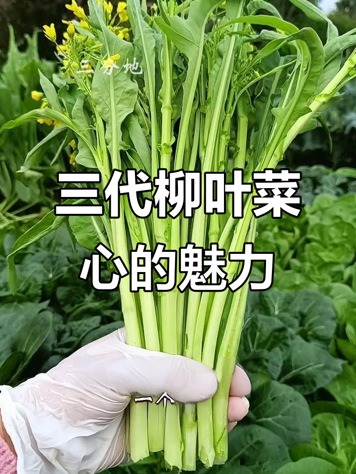 柳叶菜心三代同堂,口感与风采并存