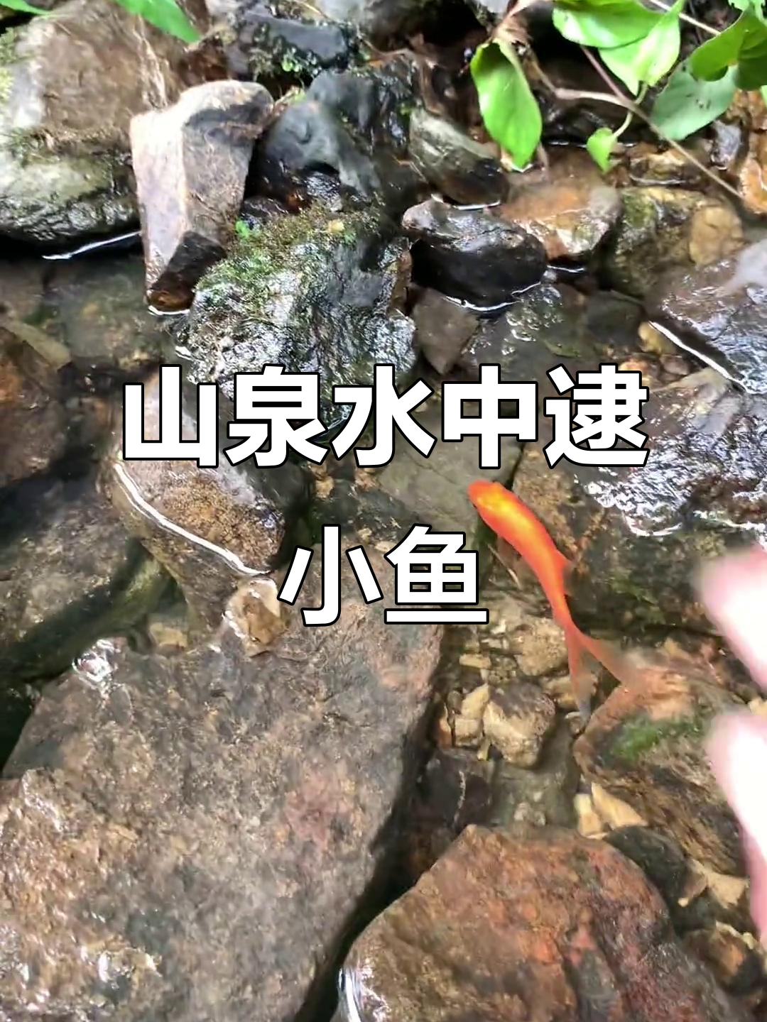 抓鱼大作战:山泉水中的美丽小红鱼