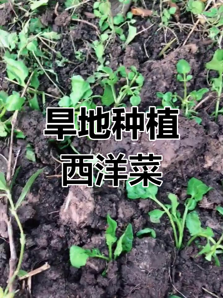 旱种西洋菜,黑土也能搞定
