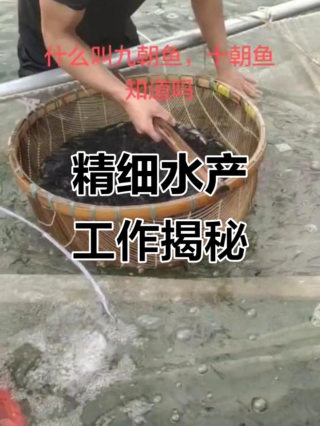 水产人眼中的精致工作:加州鲈鱼苗孵化全过程揭秘