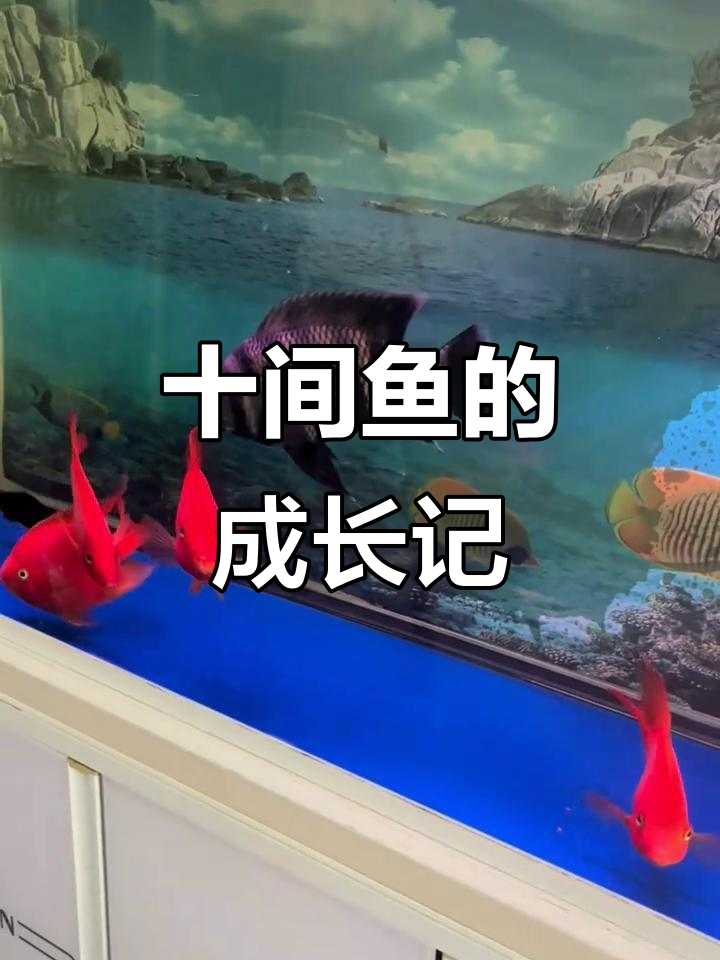 曾经最小的十间鱼，如今已成缸中巨星！