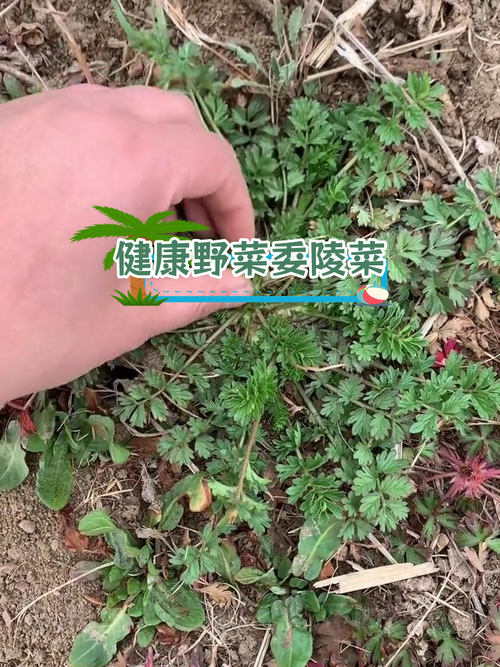 委陵菜的多种食用方法