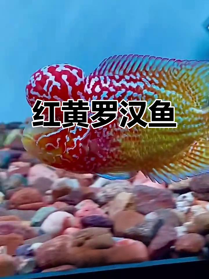 火凤凰般的罗汉鱼,红黄相间惊艳水族世界