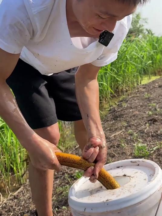 又到了钓鳝鱼的季节，只要找对地方就能有一个不错的收获！下