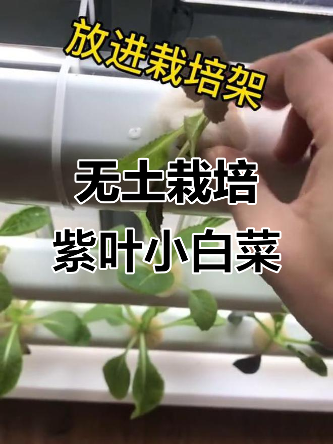 阳台无土栽培紫叶小白菜,轻松搞定水光管理