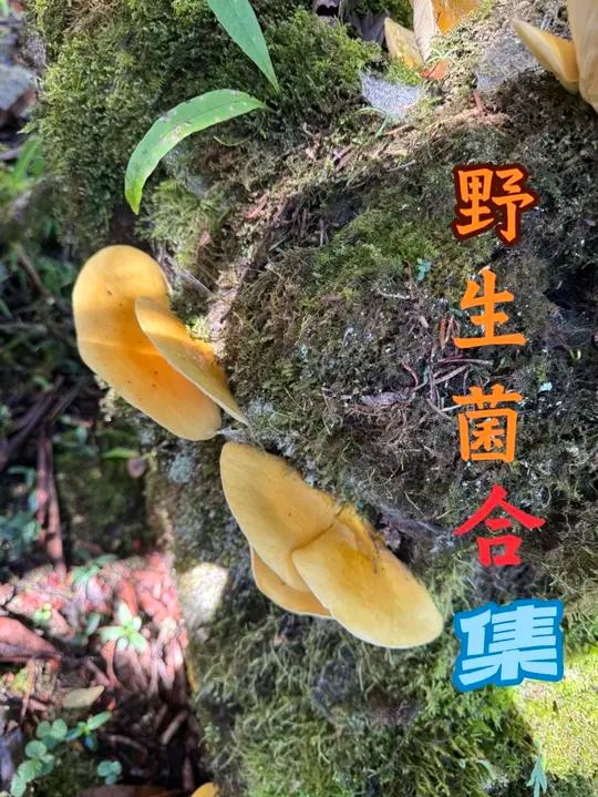 野生菌合集第二集 三农流量扶持计划三农野生菌采蘑菇蘑菇深山有很多蘑菇，但很多人不认识今天带