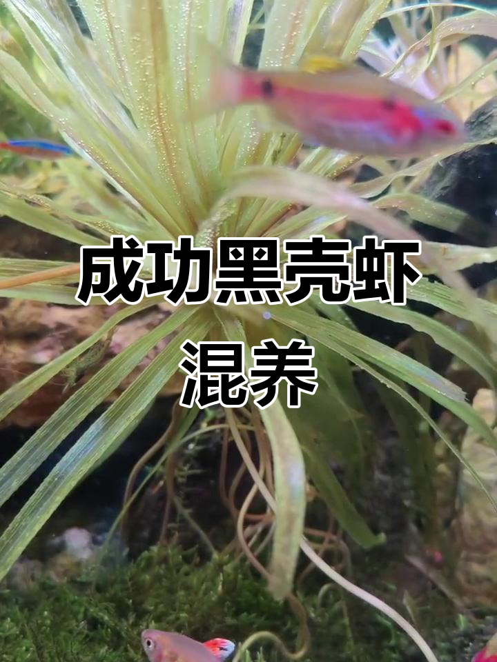 黑壳虾与嘴欠的一眉道人共存，钻石彩虹鲫也加入混养大家庭