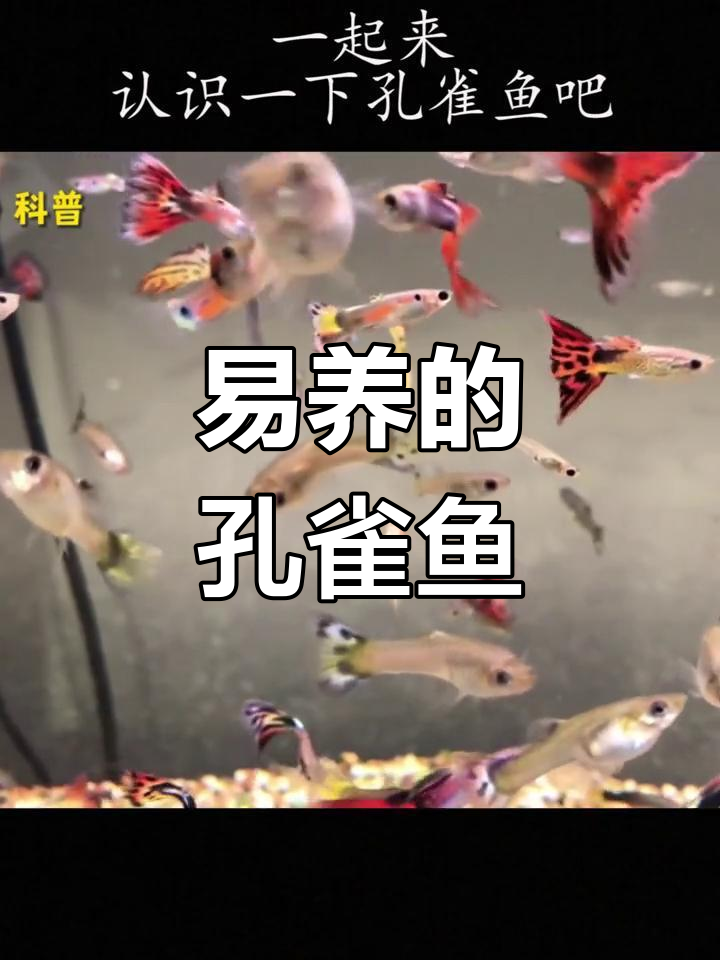 孔雀鱼:热带淡水鱼的代表