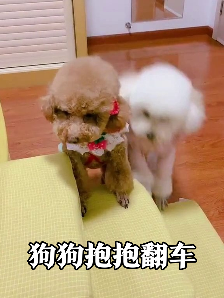 小白站立表演引棕狗吃醋,强抱翻车笑出表情包