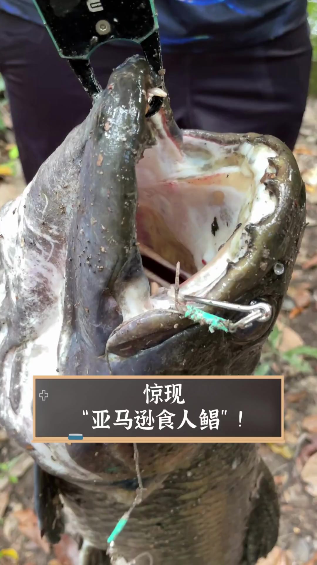 惊现“亚马逊食人鲳”!