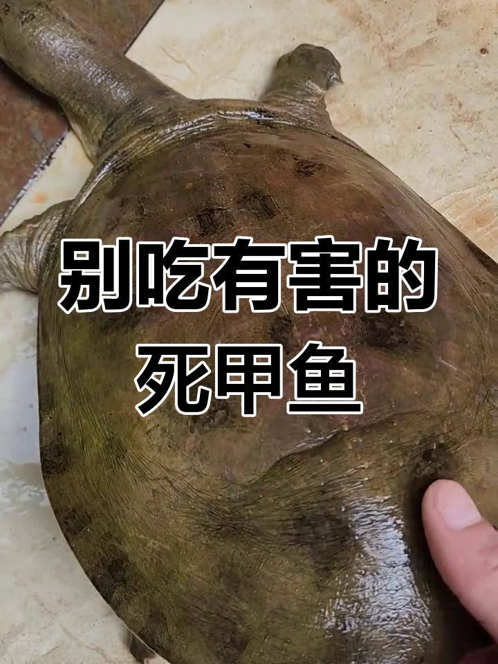 死甲鱼危害肝脏,养殖甲鱼同样危险