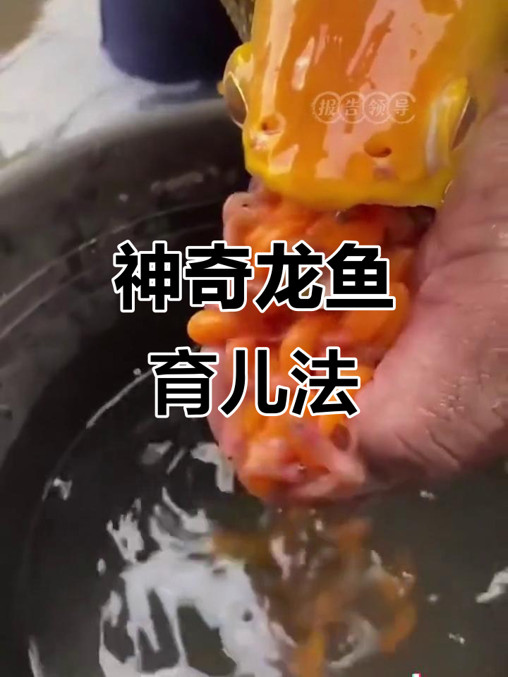 龙鱼爸爸孵化小鱼,竟然含卵在嘴里长达45天!