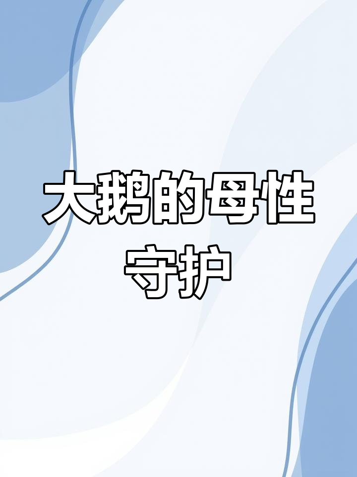 鹅妈妈保护欲爆发,小鹅仔萌态十足