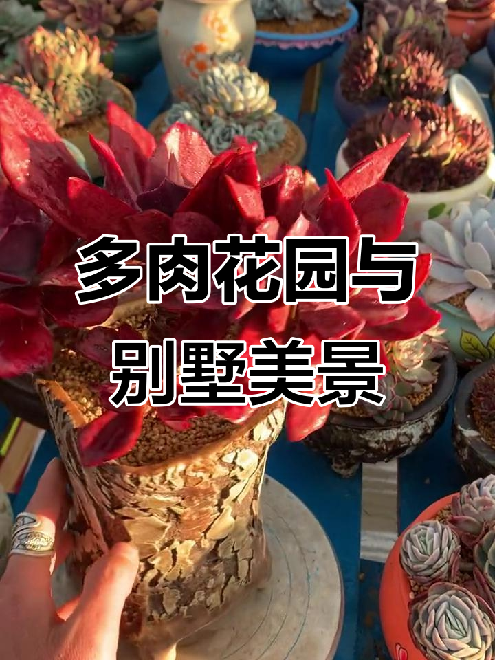 别墅庭院中的多肉花园,打造钻石锦朵朵缀的美丽景观