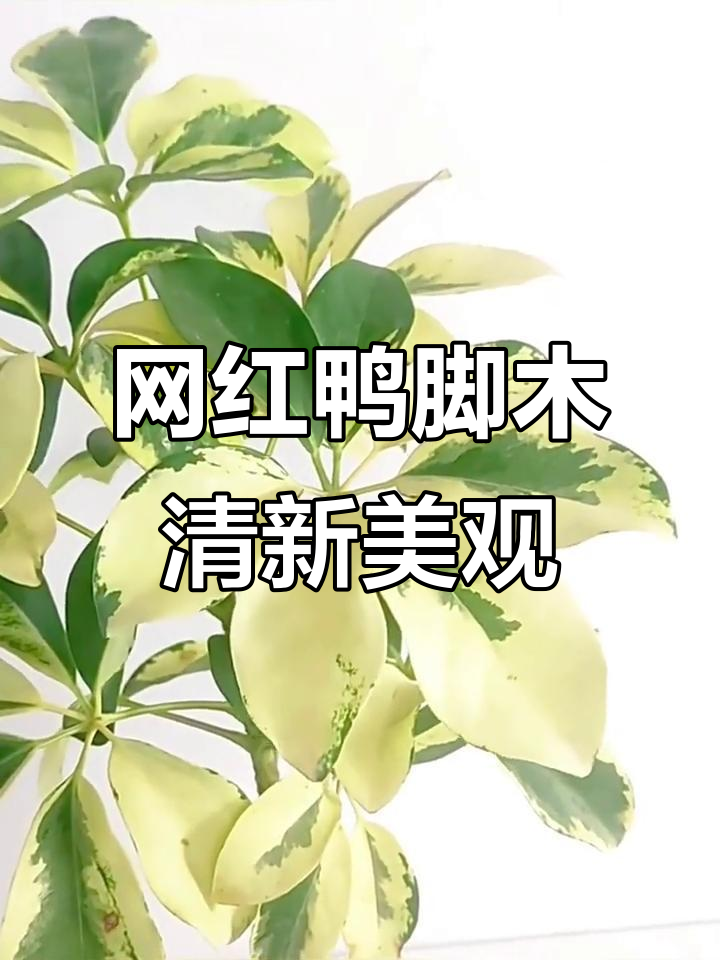 澳洲白锦花叶鸭脚木,办公室绿植新宠,耐阴造型独特