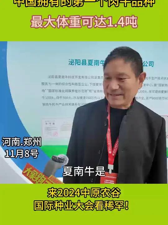 中国拥有的第一个牛肉品种!体重一吨