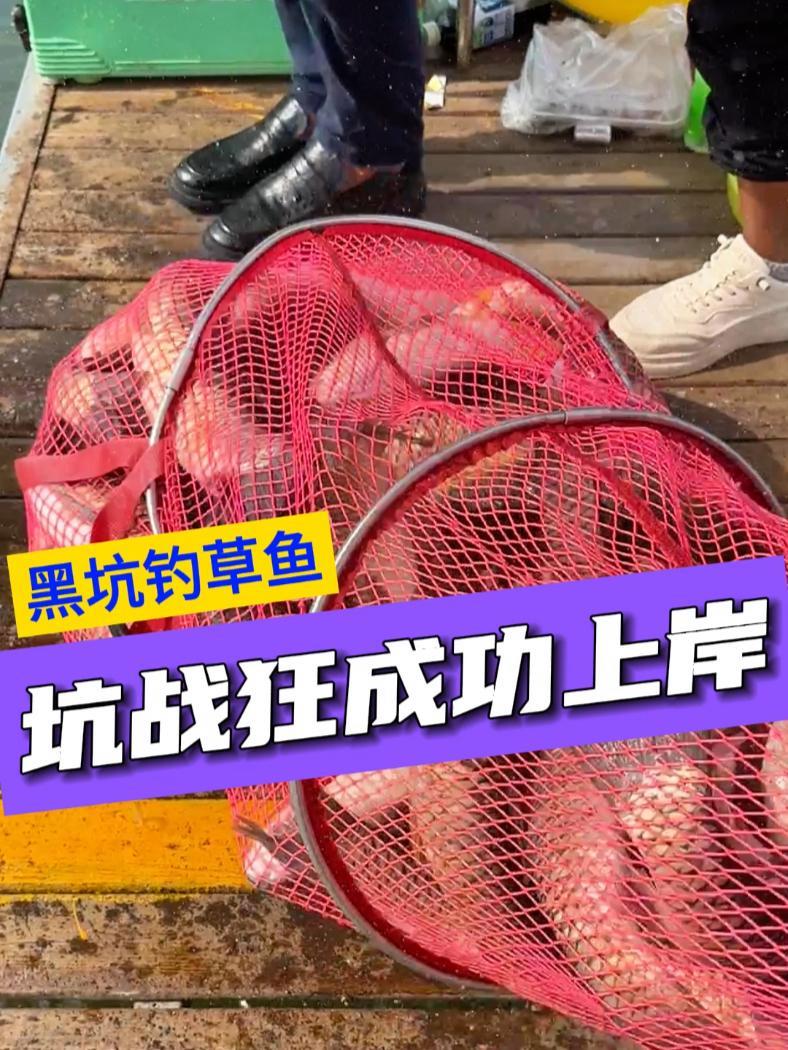 记录坑战狂鱼竿黑坑真实作钓的一天,狂拉81 斤草鱼,成功上岸 2024dou来钓鱼 爆护饵